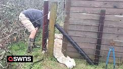 Alpaca rescued after getting stuck in a fence for 16 hours - because of its long NECK