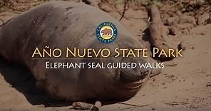 Año Nuevo State Park - Elephant Seal Guided Walks