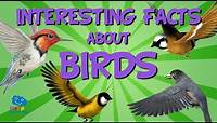 Interesting Facts about Birds | Educational Video for Kids.