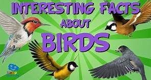 Interesting Facts about Birds | Educational Video for Kids.