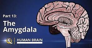 Amygdala - Human Brain Series - Part 13
