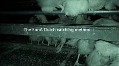 "Upright catching method" vs "Upside-down catching method" for laying hens