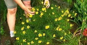 How to Grow and Care For Perennial Plants : How to Grow Coreopsis