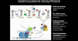 Selenocysteine Biosynthesis