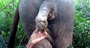 Trouble making Elephant translocated to a safer reserved forest to save his life from haters
