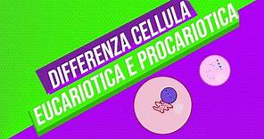 Che differenza c'è tra le cellule eucariotiche e procariotiche? | Pillole di scienza
