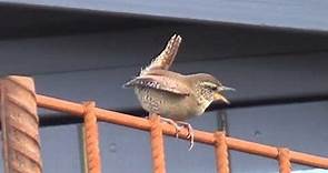Eurasian wren in ancient folklore - The Wrens Mating Call