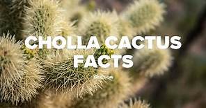 Horticulturist shares interesting facts about the 'Jumping Cholla' cactus