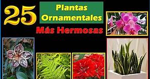 25 Plantas Ornamentales Súper Hermosas #plants #jardin
