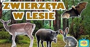 Leśne zwierzęta - Nauka zwierząt dla dzieci po polsku - Odgłosy zwierząt