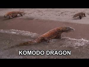 Komodo Island Trip - Komodo dragon / Varanus komodoensis / Komodowaran