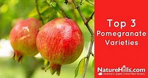 Top 3 Pomegranate Varieties | NatureHills.com
