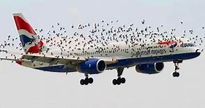 Los pájaros se niegan a dejar en paz al avión - Cuando los pilotos se dan cuenta de por qué aterriza