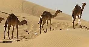 Camels in Fujairah Desert - UAE