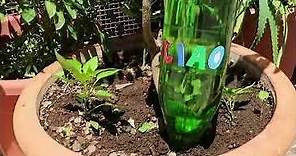 Bottiglia d'acqua rovesciata nella pianta: il trucco utile quando sei in vacanza