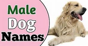 Top 30 Best MALE Dog Names Ideas 2021 || Unique & Cute Boy Dog Names || NamoLozy