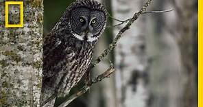 Great Grey Owl | Untamed Americas