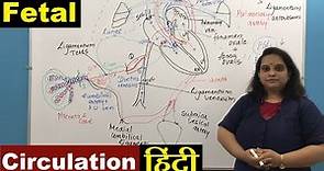 Fetal Circulation in Hindi (हिन्दी) | Embryology | Nursing Lecture