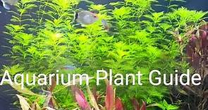 Aquarium Plant Guide | Myriophyllum mattogrossense