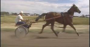 Harness Racing (Rufus Young Blood-I.R.Lee)
