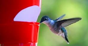 How to make a cheap hummingbird feeder