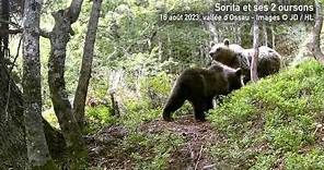 Vidéo de l'ourse Sorita et ses 2 oursons | Vallée d'Ossau, août 2023
