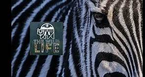 Ep 1 | The Mystery of Zebra Stripes with Dr Tim Caro