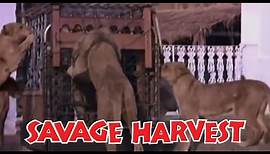 Savage Harvest (1981) (480p) (English)
