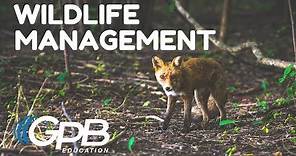 Why Wildlife Management Is Important to Maintain a Healthy Forest | Georgia Forests