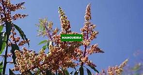 Mangueira (Mangifera indica)