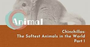 【LIVE互動英語：20240212】動物趣聞：絨鼠：世上最柔軟的動物1