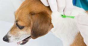 8 Common Lyme Disease Symptoms in Dogs | PetCoach