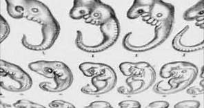 Haeckel's Bogus Embryo Drawings