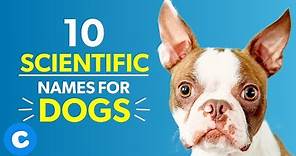 10 Scientific Names for Dogs | Chewy