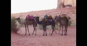 Will Camel Discovery Break The Bible's Back?