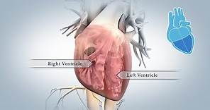 Anatomy of the Heart