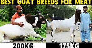 BEST GOAT BREEDS FOR MEAT - Boer, Black Bengal, Kalahari Red, Kiko, Rangeland, Sirohi, Beetal Goats