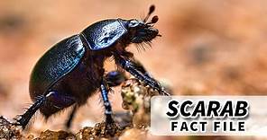 Scarab facts: BEETLES of the SCARABAEIDAE family | Animal Fact Files