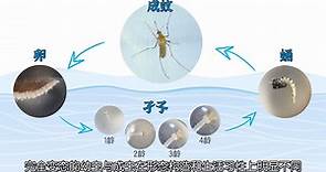 蚊子变态发育，40倍高清爆卵、破蛹成蚊过程