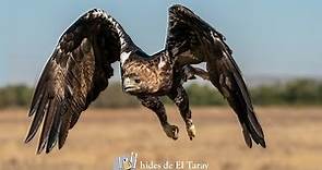 Águila Imperial Ibérica (Eastern imperial eagle), la belleza de nuestros cielos