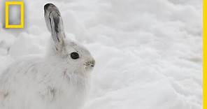 Will Snowshoe Hares Win a Race Between Evolution and Climate Change? | National Geographic