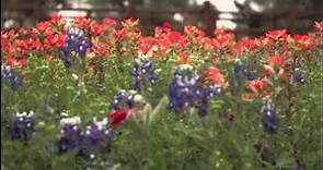Wildflowers in the Texas Hill Country: Visit Fredericksburg TX