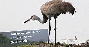 GRULLA GRIS (Sandhill Crane, Antigone Canadensis) Especie MIGRATORIA