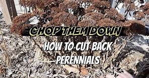 How to Cut Back Sedum Autumn Joy and other Perennials - In WINTER OR SPRING!