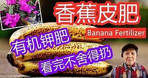 香蕉皮有机肥，最全的制作方法，看完都不舍得扔 | Banana Peel Fertilizer (Easy and quick）（点CC打开字幕）（English subtitles)