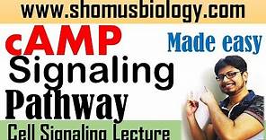 cAMP signaling pathway | cyclic AMP pathway made easy