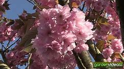 The fantastic blossom of prunus serrulata Kanzan