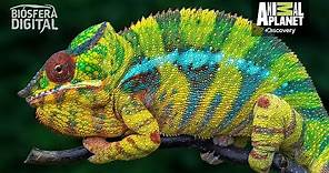 ¿Por qué cambian de color los camaleones? - Biósfera Digital