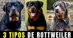 Tipos de Rottweiler - 3 Tipos de Rottweiler ¿Cómo saber Que Tipo de Rottweiler es Puro?