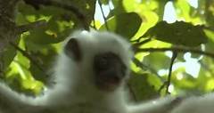 Critically Endangered Silky Sifaka Lemurs | Trouble In Lemurland